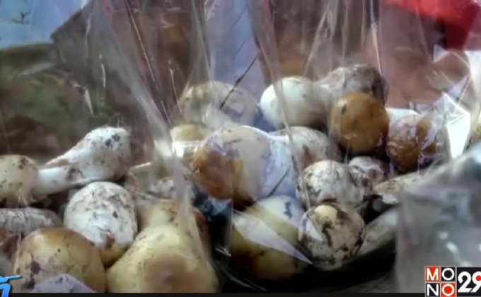 ชาวบ้านโคราชเก็บเห็ดป่าขาย สร้างรายได้เสริม