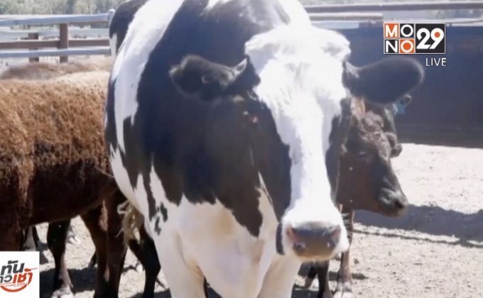 วัวยักษ์ในออสเตรเลียรอดถูกเชือด