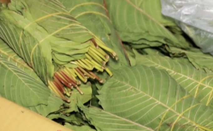 เตรียมเสนอปลดล็อกพืชกระท่อมจากยาเสพติด