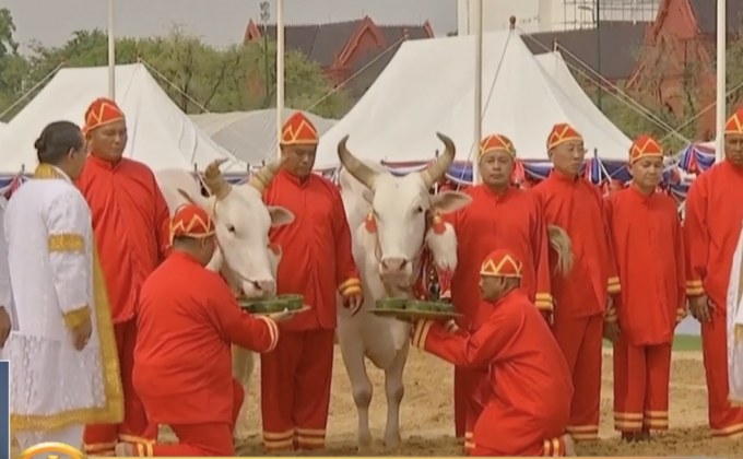 ​พระโคเสี่ยงทาย กินข้าว-น้ำ-หญ้า พืชผลสมบูรณ์-น้ำพอดี
