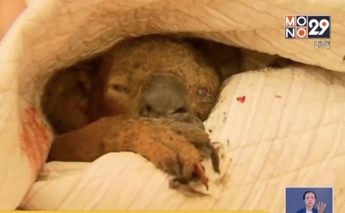 ภาพสะเทือนคนทั้งโลก นาทีช่วยชีวิต“โคอาล่า”จากไฟป่า