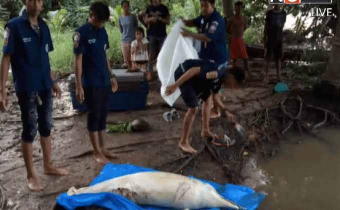 พบซากโลมาตายหาดราไวย์ จ.ภูเก็ต