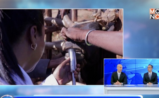 ติดชิปวัวป้องกันการขโมย