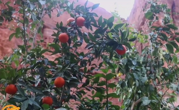 สวนผลไม้ใกล้เมืองโบราณในจอร์แดน