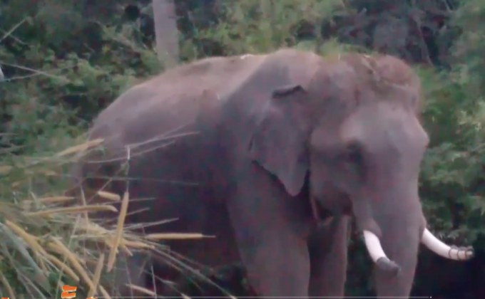 ช้างพลายอุเทนทำร้ายนักท่องเที่ยวเสียชีวิต