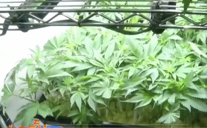 “แคลิฟอร์เนีย” ประกาศให้กัญชาเป็นสินค้าถูกกฎหมาย