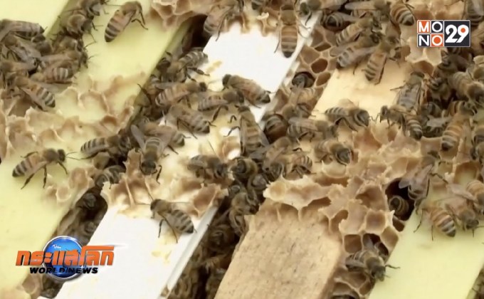 อัลบั้มเพลงร็อคของ “ผึ้ง”