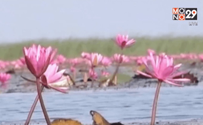 ทะเลบัวแดงแหล่งท่องเที่ยวใหม่ จ.นครราชสีมา