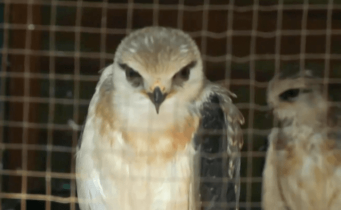 ยึดสัตว์ป่าคุ้มครองกว่า 100 ตัว ขายผ่านเฟซบุ๊ก