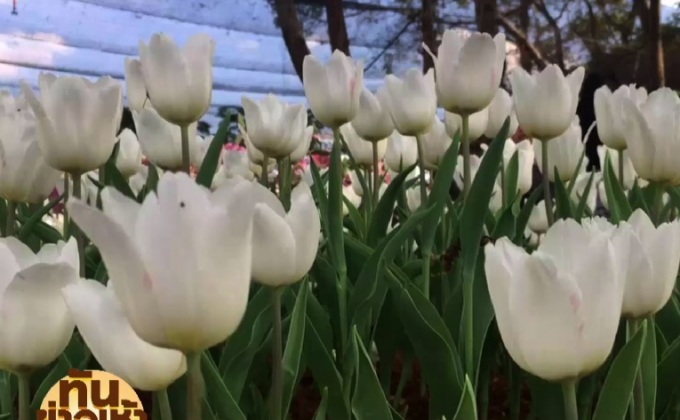 เที่ยวชมงาน “มหัศจรรย์พรรณไม้ถวายอาลัย…พ่อหลวง”