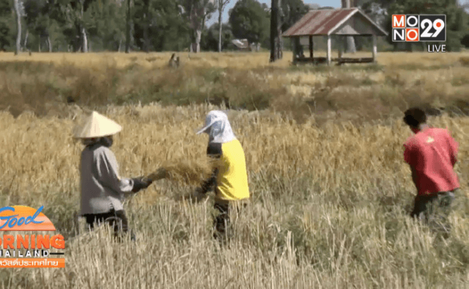 ชาวนาจัดเวรยามเฝ้านาข้าวหวั่นโคมลอยตก