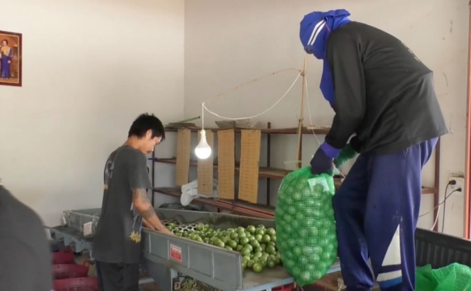 ชาวสวนวอนรัฐช่วยเหลือด่วน หลังราคามะนาวตกต่ำ