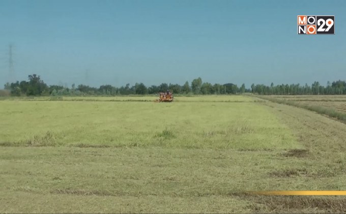 ชาวนา จ.พิจิตร จำใจเก็บเกี่ยวข้าวหอมมะลิแม้ราคาตกต่ำ