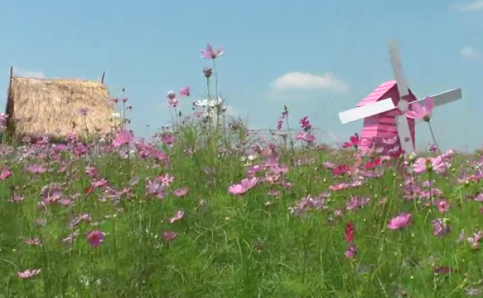 เนรมิตไร่ข้าวโพดเป็นทุ่งดอกไม้