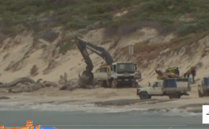 อาสาสมัครช่วยเหลือวาฬเกยตื้นในออสเตรเลีย