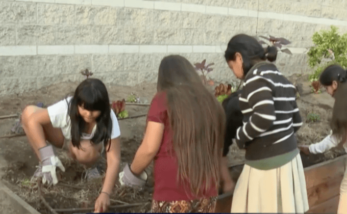 โครงการปลูกผักต้านโรค