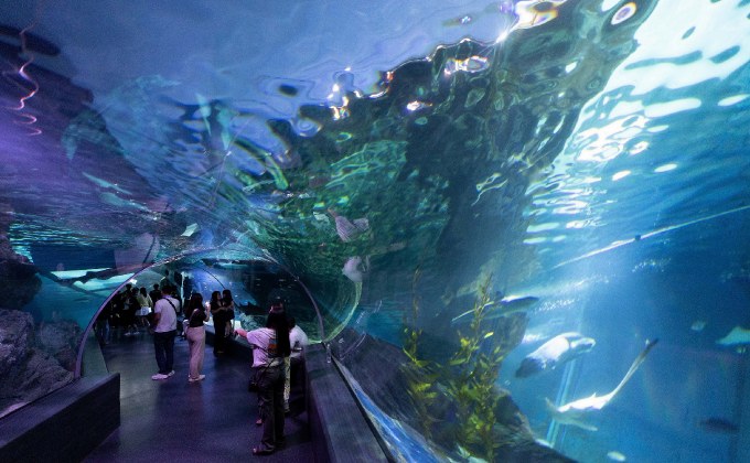 เที่ยวส่งท้ายปีด้วยความมหัศจรรย์ “ซีไลฟ์ แบงคอก” ชวนท่องโลกคริสต์มาสใต้ท้องทะเล! กับคู่หูดูโอ้ Greenie & Elfie สุดน่ารัก ถึง 15 ม.ค. 69