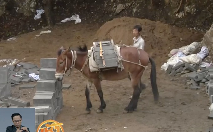 จีนใช้ “ล่อ” ช่วยซ่อมแซมกำแพงเมืองจีน