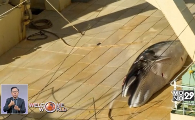 ออสเตรเลียผิดหวังญี่ปุ่นไม่ยุติการล่าวาฬ