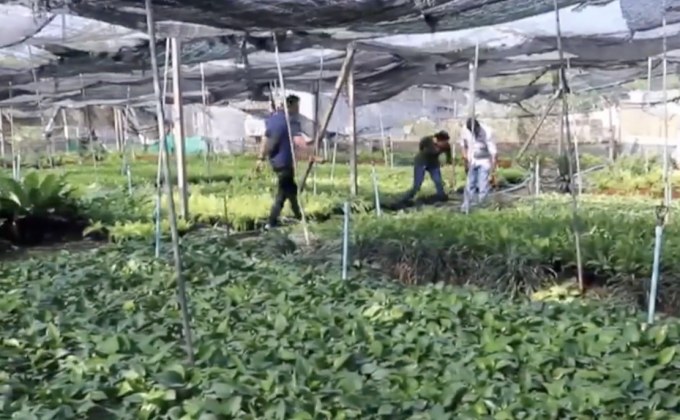 เกษตรกรร้องภาครัฐช่วยผู้ปลูกไม้ดอกไม้ประดับ