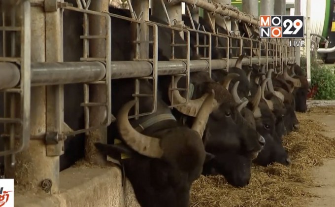 ฟาร์มควายคุณภาพในอิตาลี