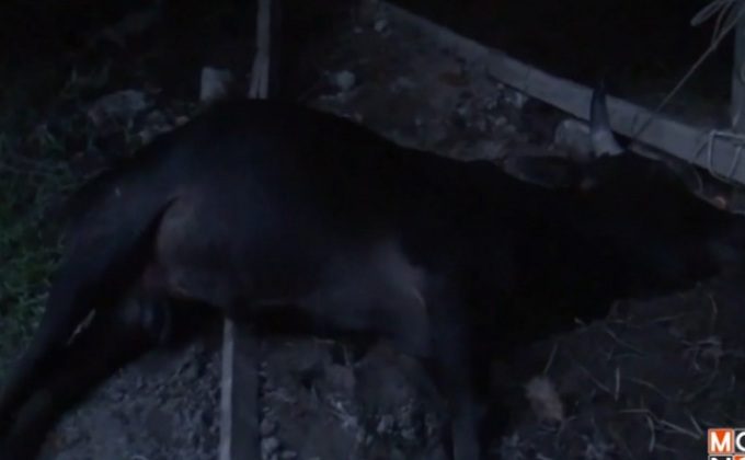 วัวชนชาวบ้านตายปริศนา 5 ตัวที่ จ.พัทลุง