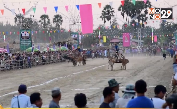 ลุ้น!แข่งขันวัวเทียมเกวียนบ้านลาด จ.เพชรบุรี