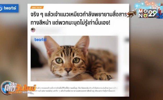 แมวพยายามสื่อสารทางสีหน้า แต่มนุษย์ไม่รู้