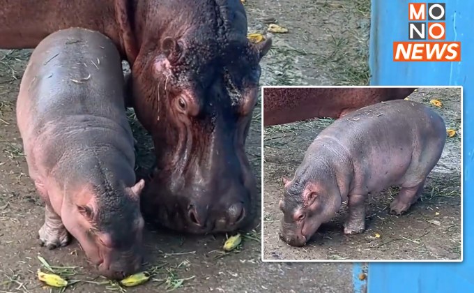 วันเด็กคึกคัก! ผู้ปกครองแห่พาลูก-หลาน ชม “น้องหอมแดง” ลูกฮิปโปฯเกิดใหม่