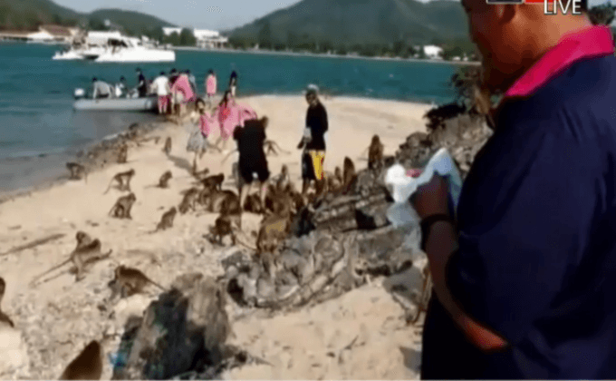 ลิงแสมบนเกาะขาดแคลนน้ำ จ.ชลบุรี