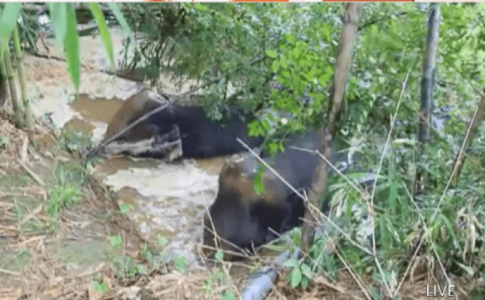 พบช้างป่า 3 ตัวเล่นน้ำใกล้สวนผลไม้จันทบุรี