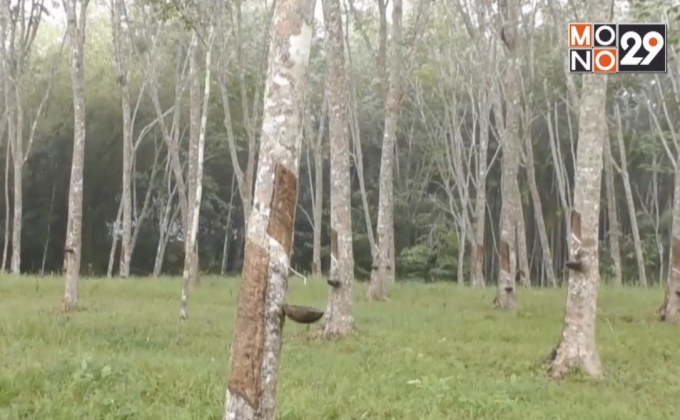 ชาวสวนยางฯ จ.ตรัง เห็นด้วยยกเลิกใช้สารเคมีอันตราย