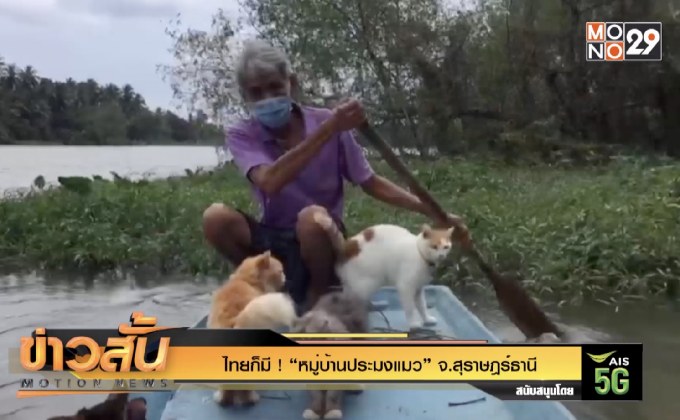 ไทยก็มี ! “หมู่บ้านประมงแมว” จ.สุราษฎร์ธานี