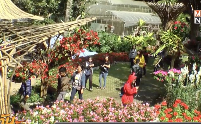 นทท.แห่ชมสวนแม่ฟ้าหลวงสัมผัสอากาศหนาว