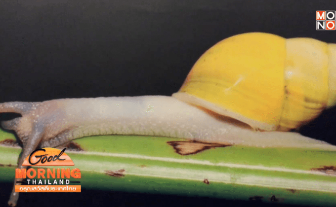 จุฬาฯ-สกว.เปิดตัวหอยทากชนิดใหม่ของโลก