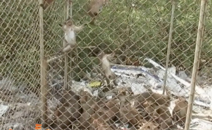 จับลิงแสมทำหมัน จ.สมุทรสาคร