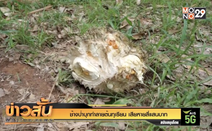 ช้างป่าบุกทำลายต้นทุเรียน เสียหายสี่แสนบาท