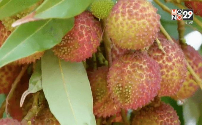 อากาศร้อนจัดกระทบลิ้นจี่ จ.สมุทรสงคราม