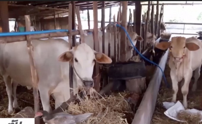 พบวัวตายเพิ่มจากโรคพิษสุนัขบ้า จ.สุรินทร์