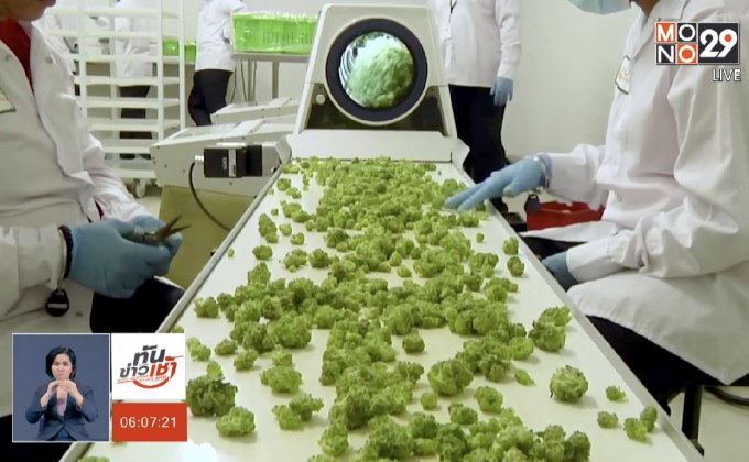 ​แคนาดาเริ่มใช้ กม. “กัญชาเพื่อสันทนาการ” แล้ว