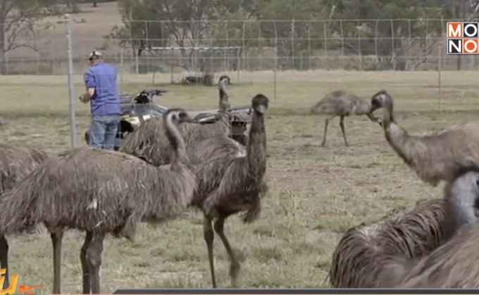 ไข่นกอีมูเป็นที่นิยมมากออสเตรเลีย