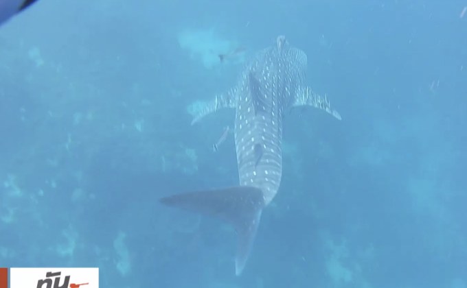 เจษฎาพาลุย : ตามหา “ฉลามวาฬ” ยักษ์ใหญ่แห่งท้องทะเล จ.ชุมพร