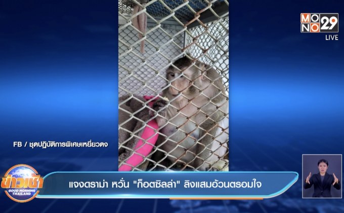 แจงดราม่า หวั่น”ก็อตซิลล่า”ลิงแสมอ้วนตรอมใจ