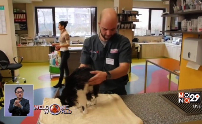 บ้านใหม่ของแมวใส่ขาเทียมในบัลแกเรีย