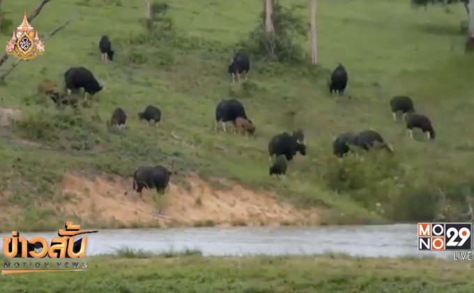 ฝูงกระทิงเขาแผงม้าลงมาหากินนับร้อยตัว