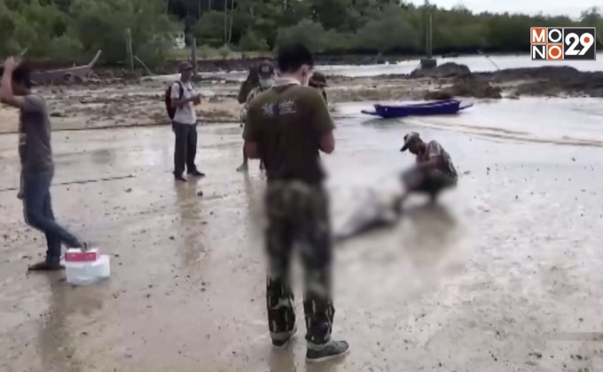 พบโลมาลายแถบลอยตายในทะเล จ.กระบี่