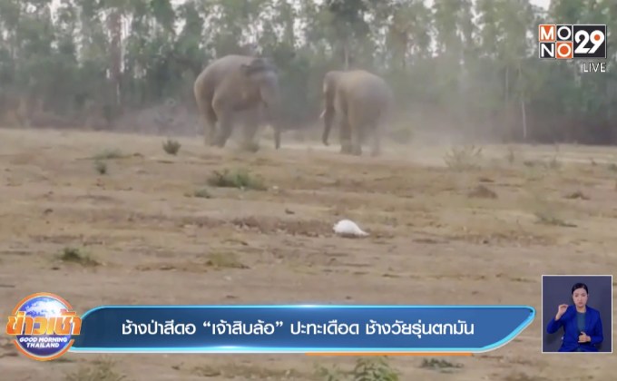 ช้างป่าสีดอ “เจ้าสิบล้อ” ปะทะเดือด ช้างวัยรุ่นตกมัน