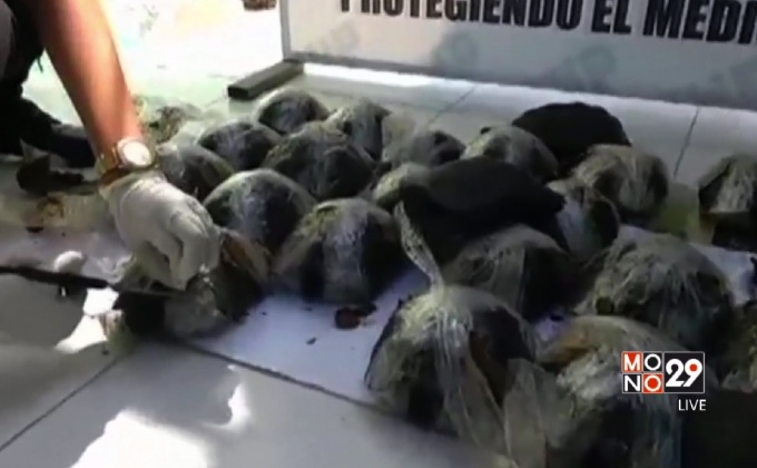 ช่วยเต่ากาลาปากอสใกล้สูญพันธุ์ในเปรู