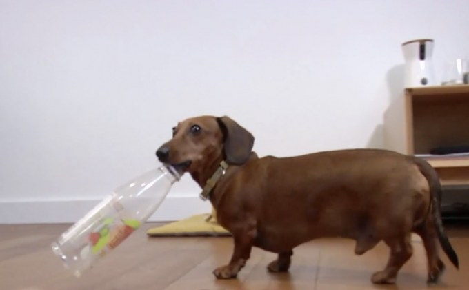 ปัญหา Brexit สร้างความกังวลให้เจ้าของสัตว์เลี้ยง