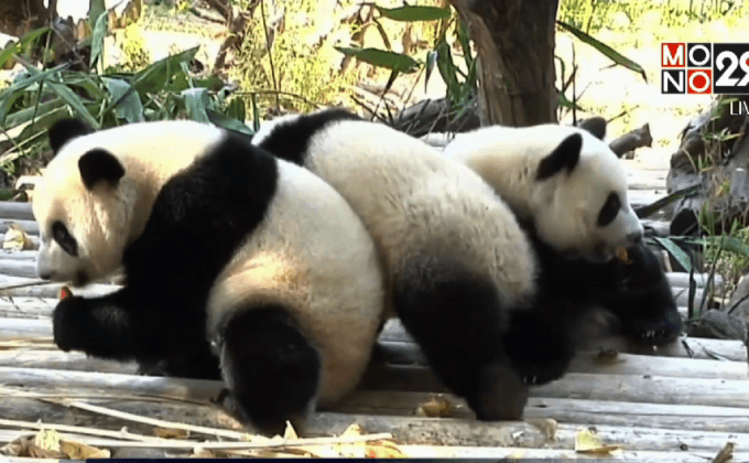 สวนสัตว์จีนโชว์แพนด้ายักษ์แฝดสาม